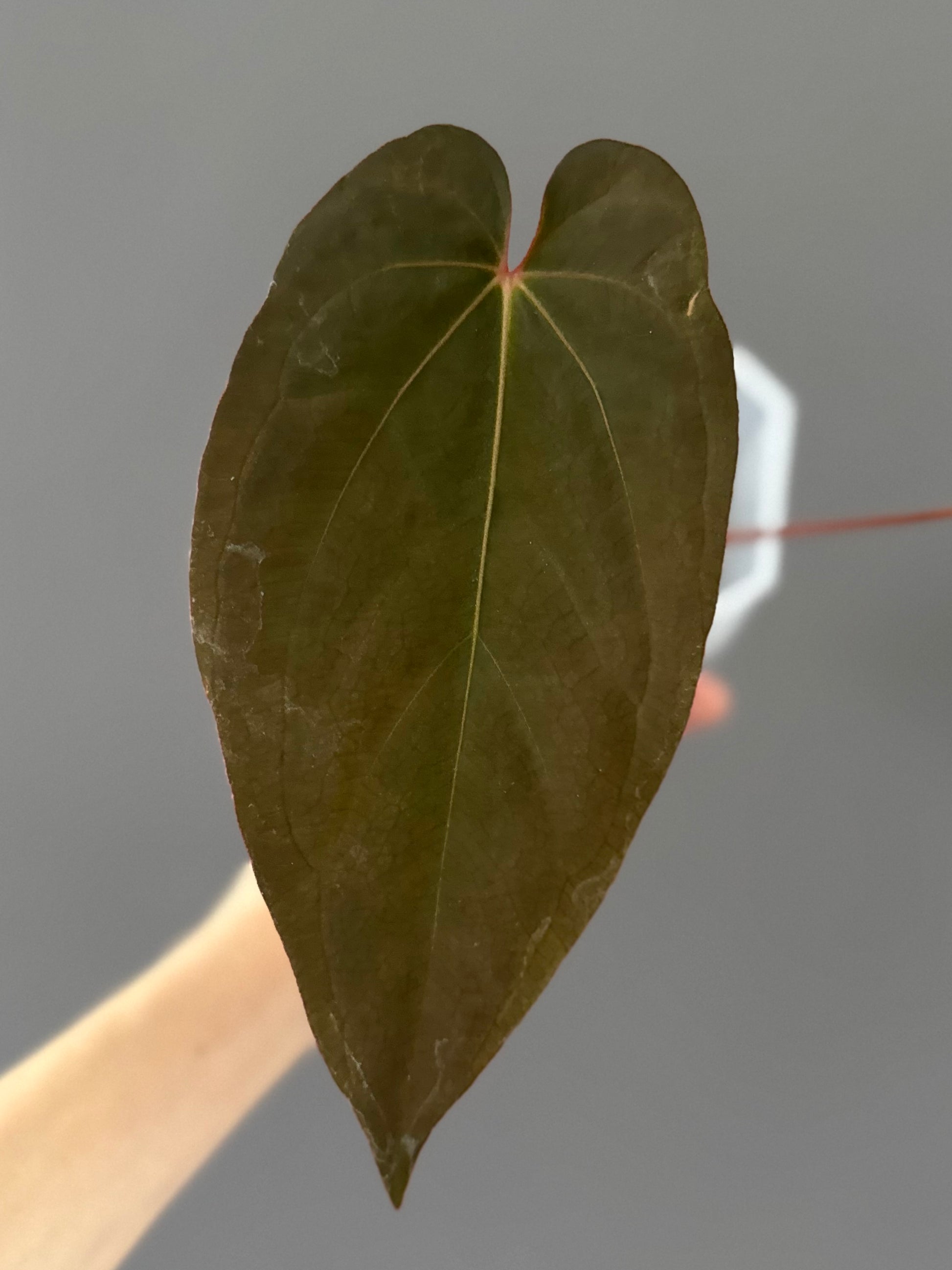 Anthurium magnificum x BVEP OG1 (#4)