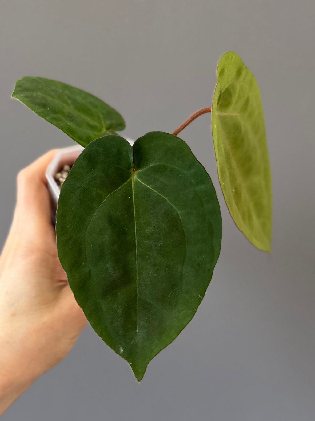 Anthurium Eastern dressleri x (Michelle Hot Pink x RVC) (#2) (by anthurium.aura)