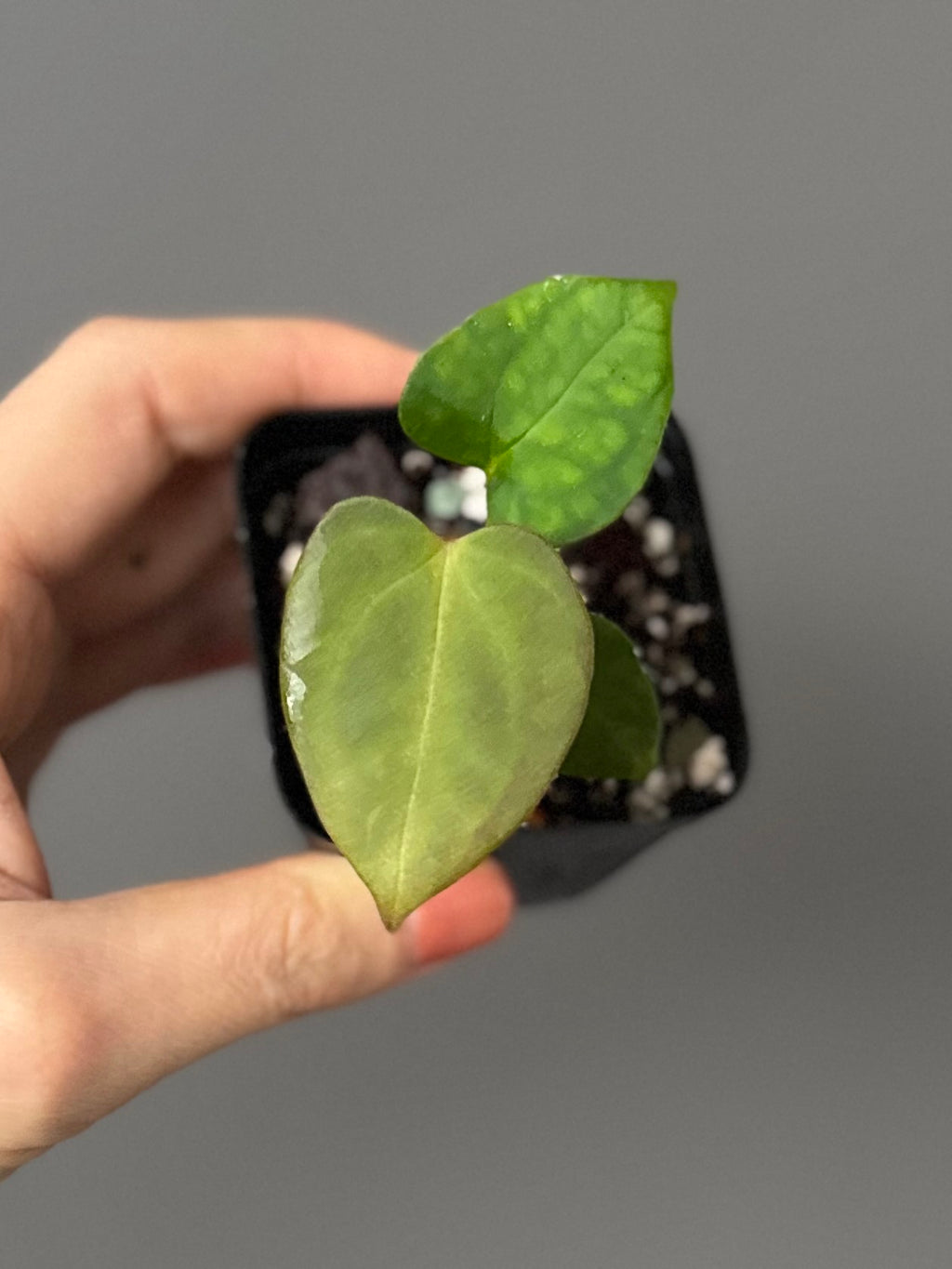 Anthurium papillilaminum x Darkest Panama (#3)