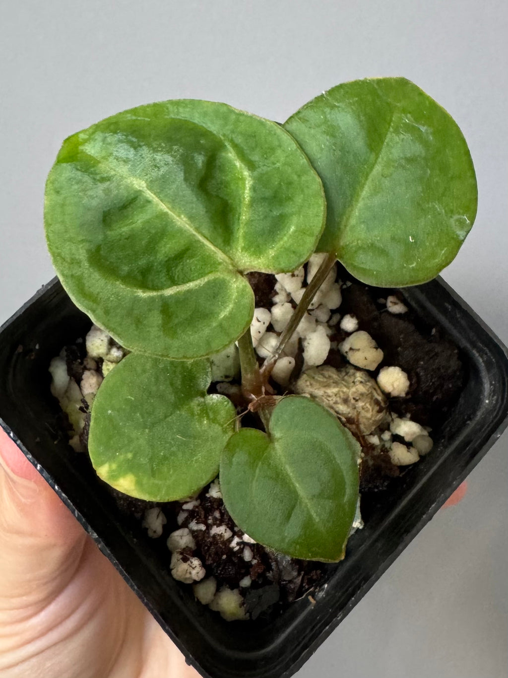 Anthurium (Brielle x Red Crystallinum) x NSE Carlablackiae