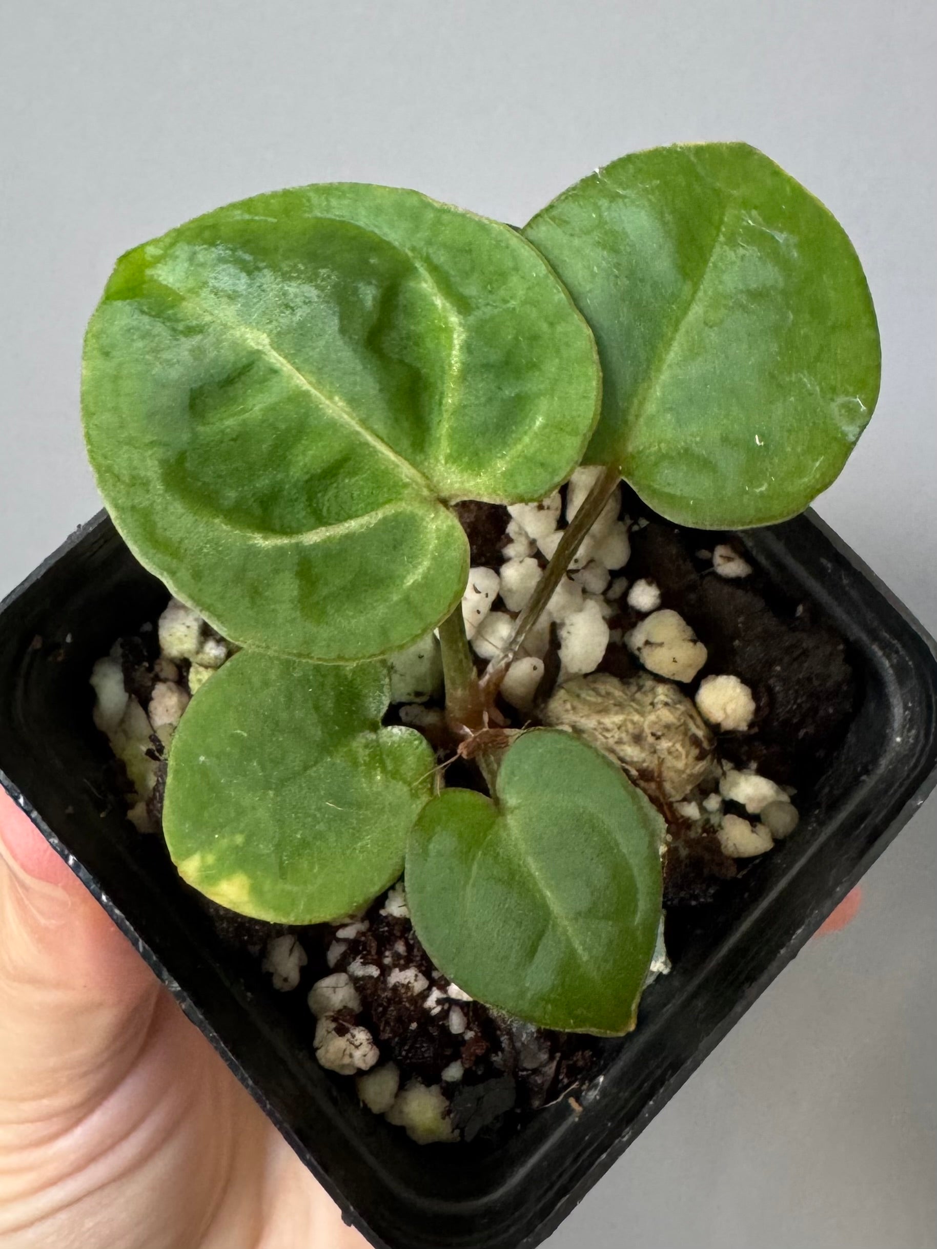 Anthurium (Brielle x Red Crystallinum) x NSE Carlablackiae