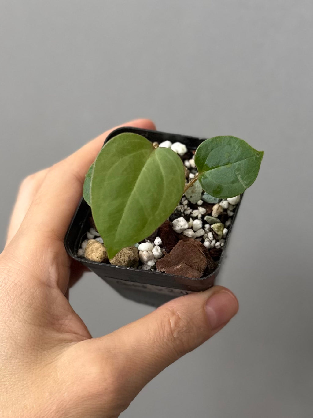 Anthurium CV Carmesim x ZxM