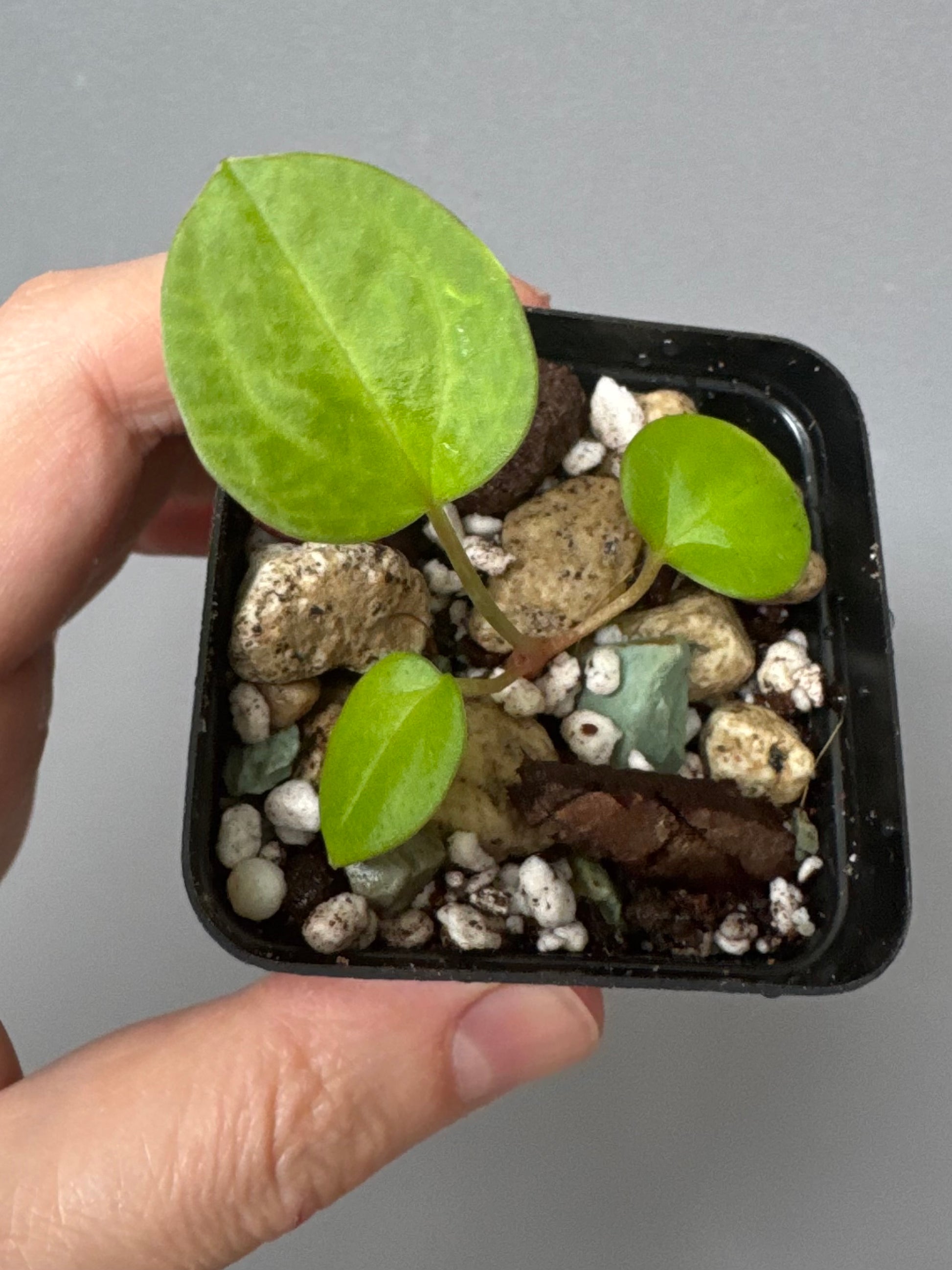 Anthurium NSE Carlablackiae x kunayalense (#1)