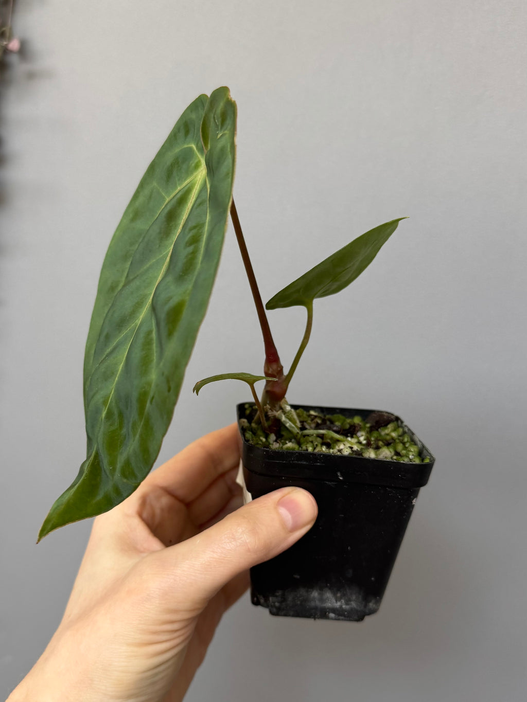Anthurium papillilaminum x besseae aff.