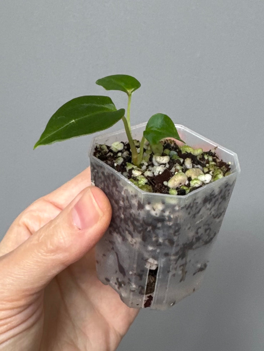 Anthurium Papillilaminum Fort Sherman x RG Dressleri (by thelonlysanctuary)