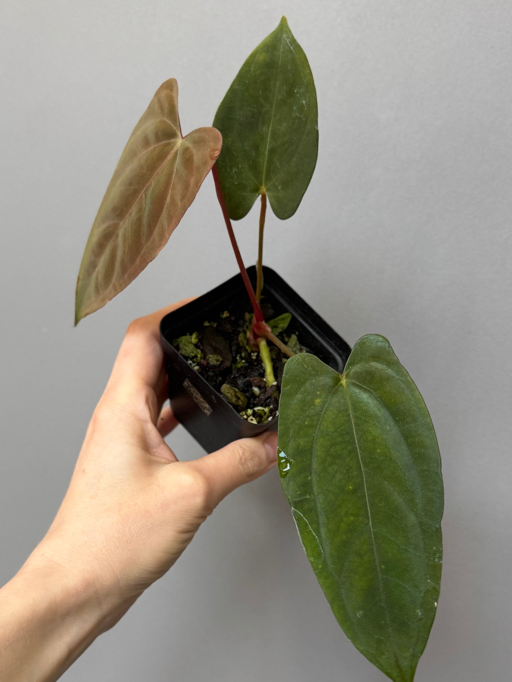 Anthurium Papillilaminum ‘Daniel’ Klon
