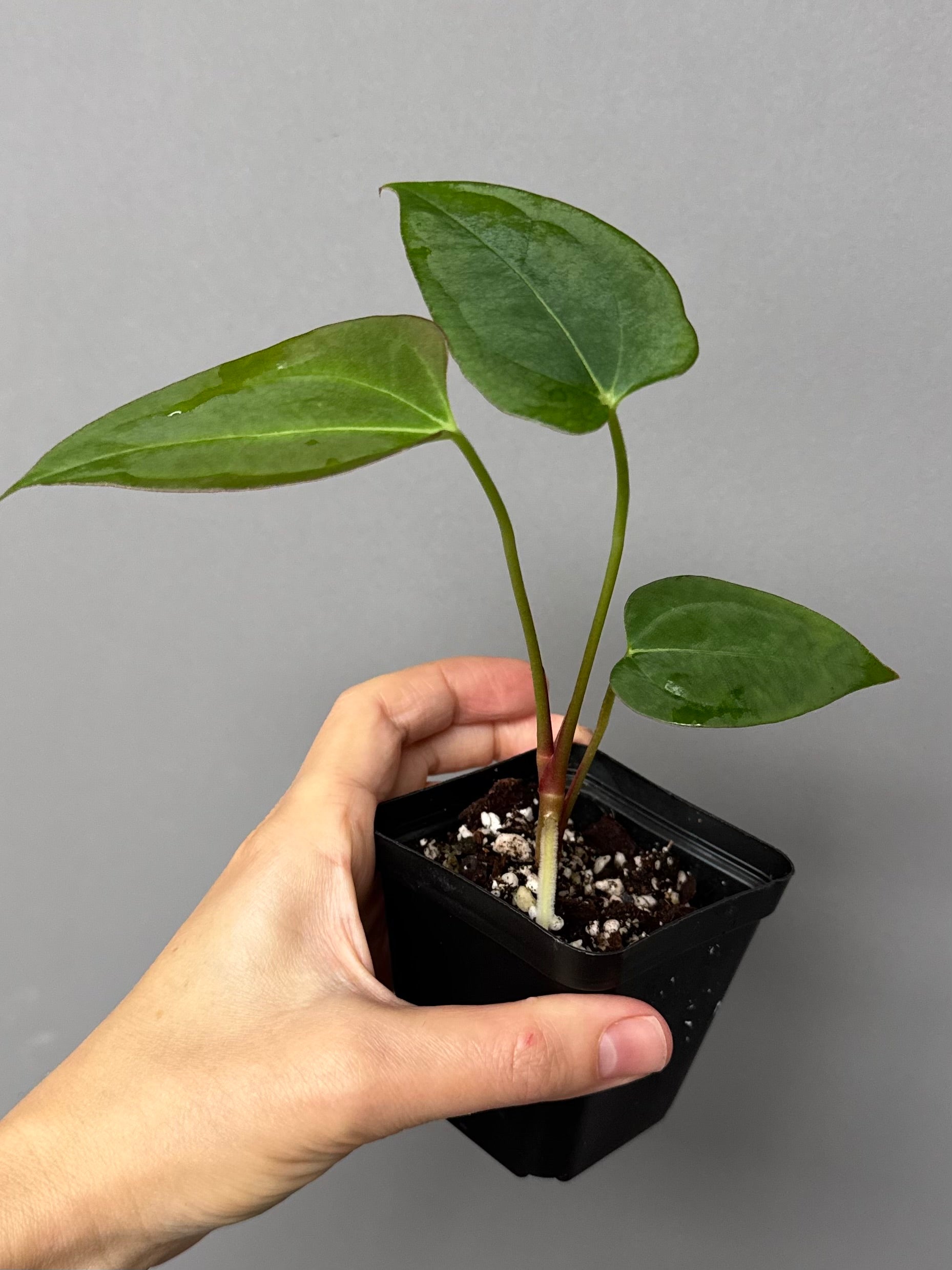Anthurium Papillilaminum Hybrid xself
