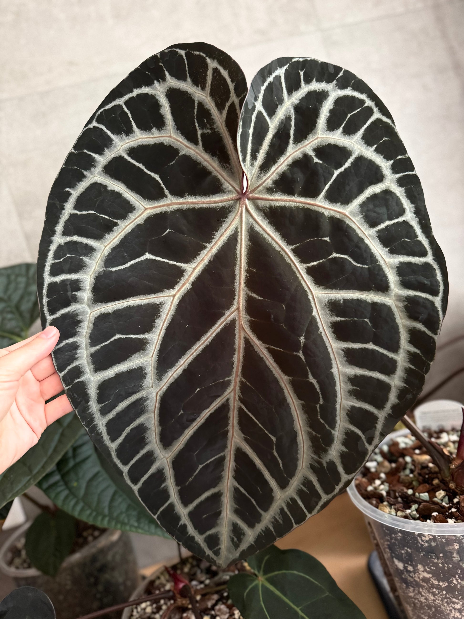Anthurium Crystallinum Select Color x M