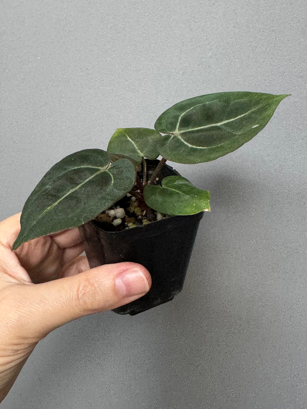 Anthurium (ZxM) x  (NSE Red Crystallinum x Carlablackiae)