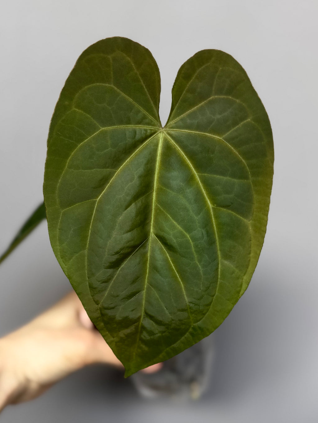 Anthurium Tezula AOS df x BVEP neon (Sarah)
