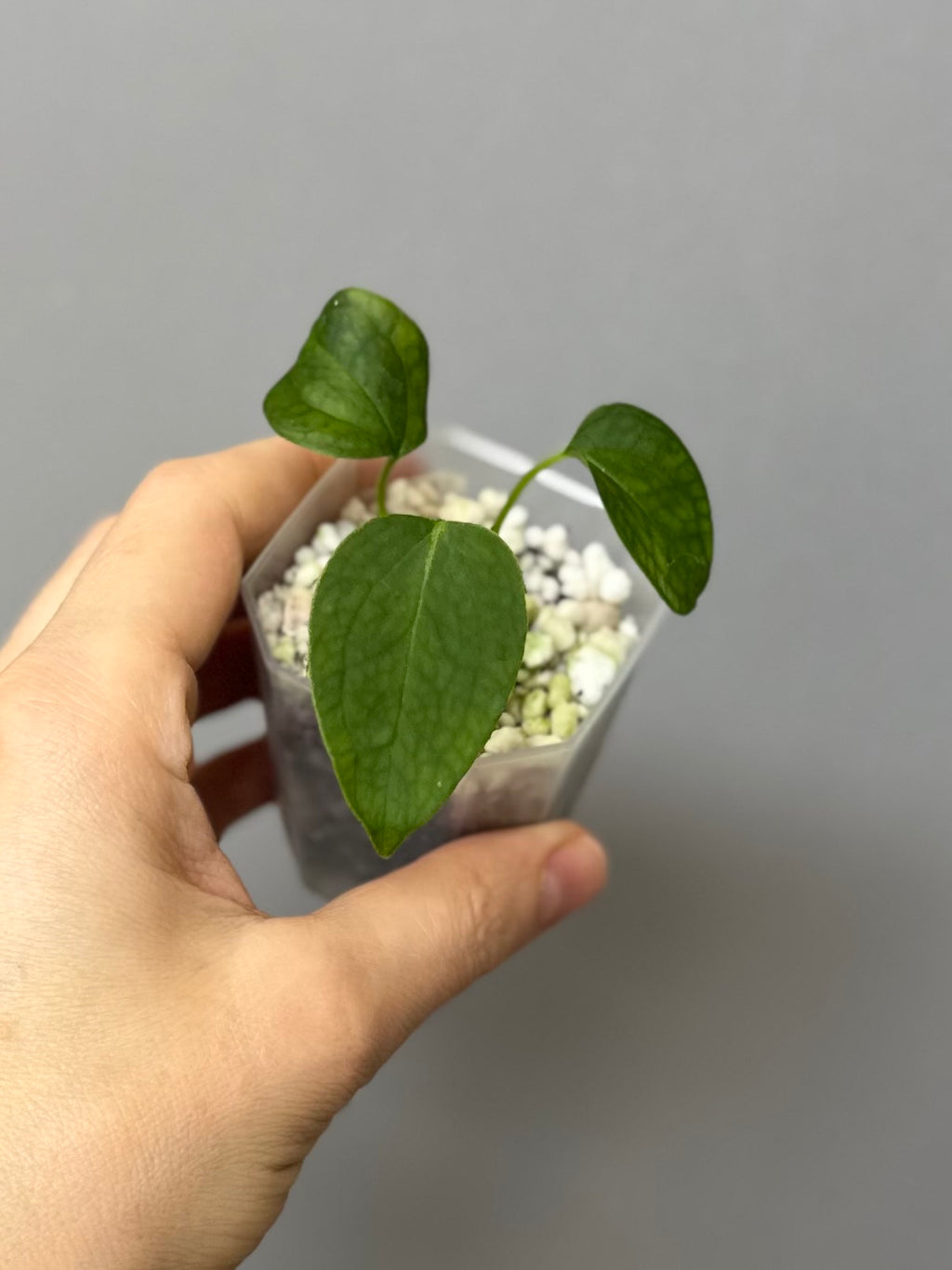 Anthurium (Queen of Hearts x besseae aff OR forgetii) x NSE CarlaX