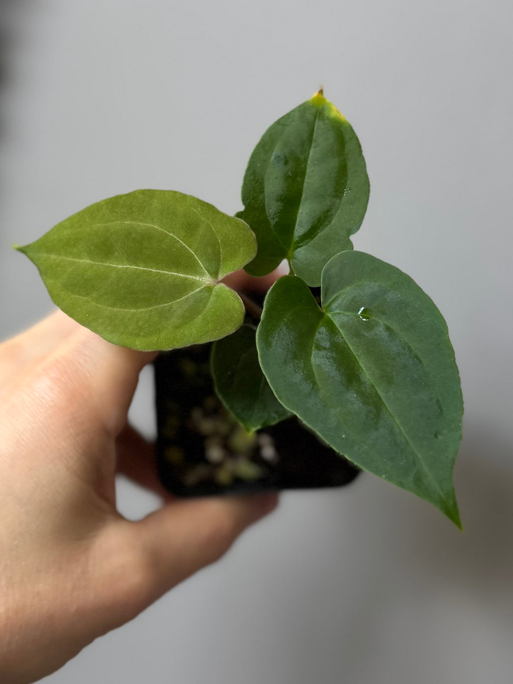 Anthurium Besseae aff. x RVDP