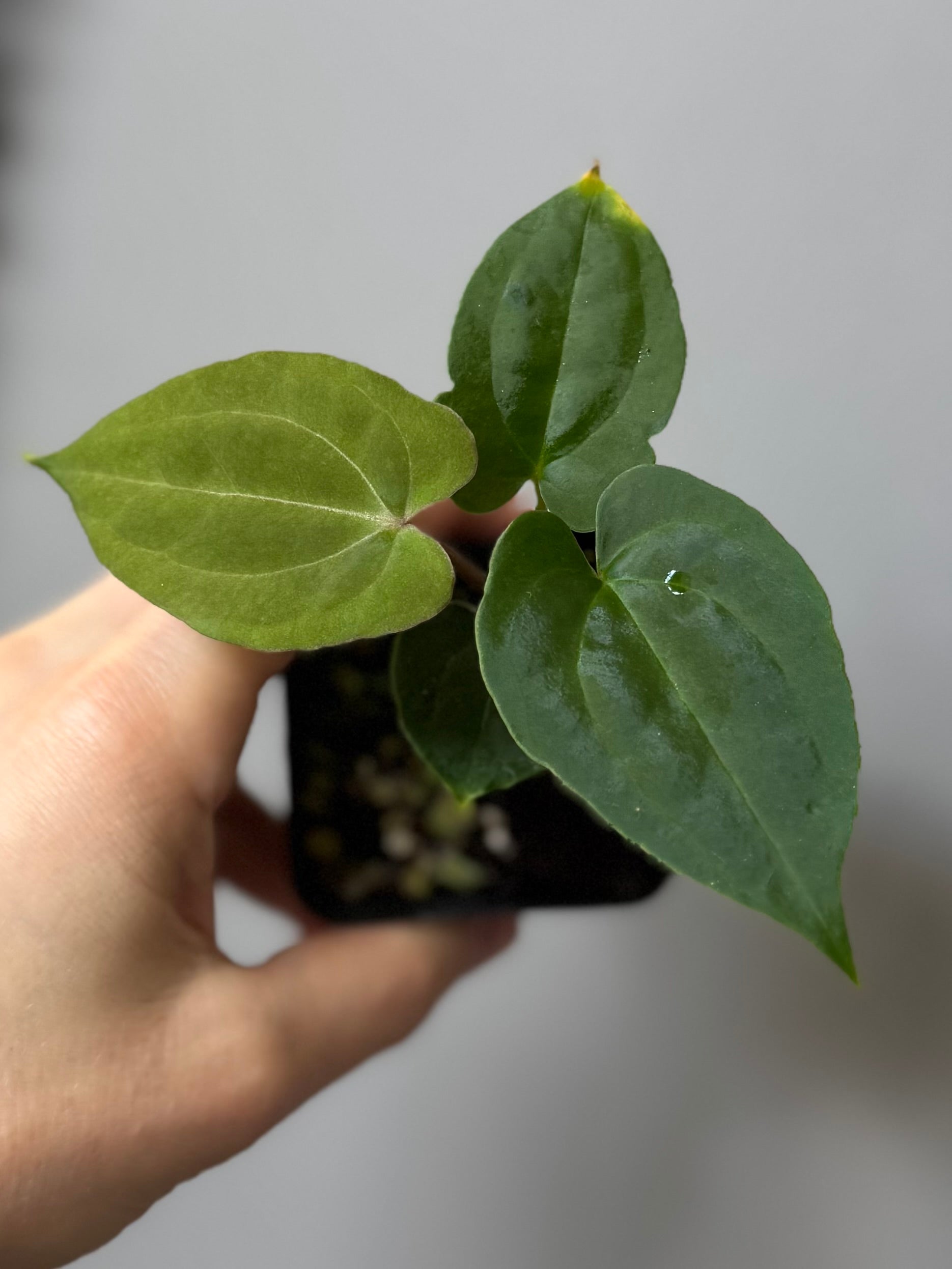 Anthurium Besseae aff. x RVDP