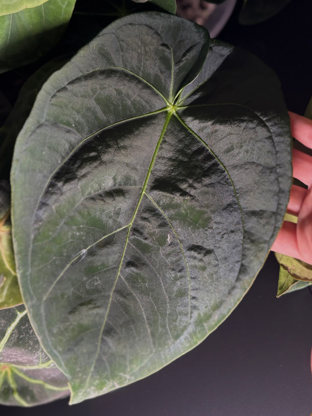 Anthurium Dorayaki x NSE dressleri (Boram / green.hues_)