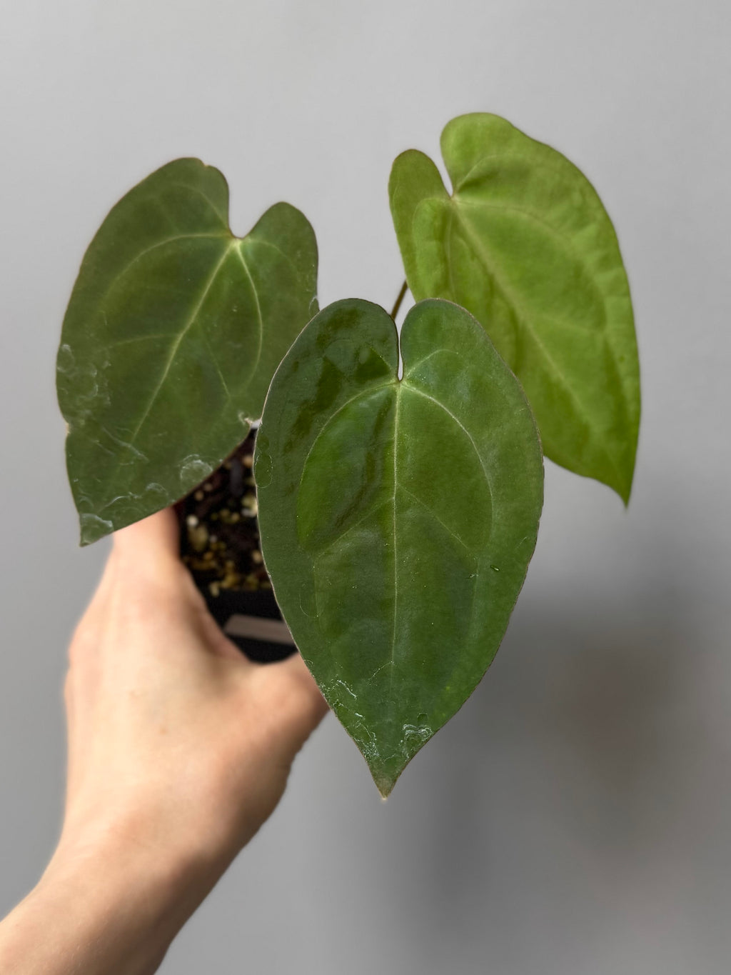 Anthurium crystallinum x papillilaminum