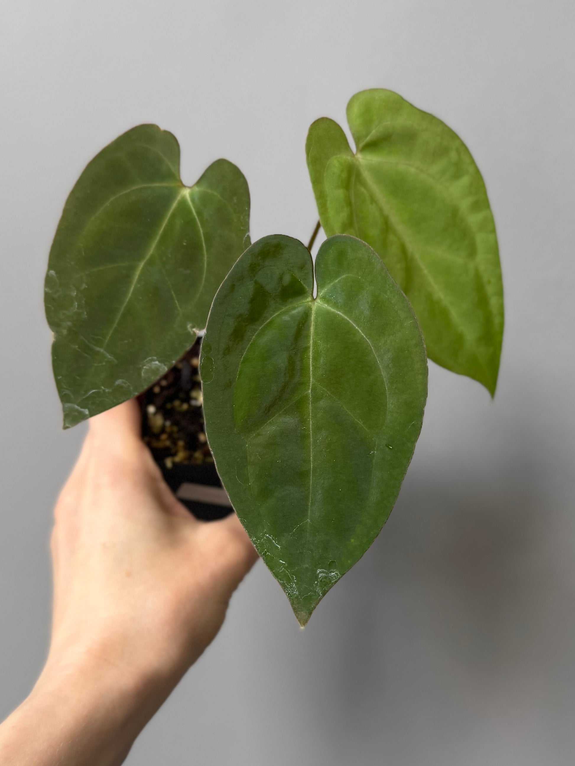 Anthurium crystallinum x papillilaminum