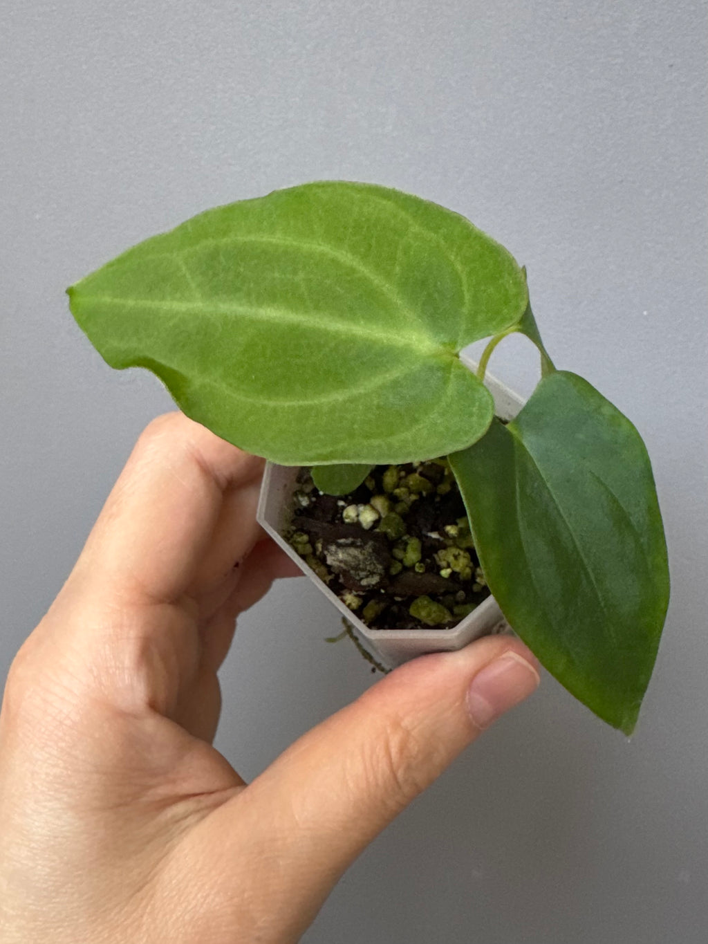 Anthurium BVEP ,Velvet Dream’ x ((round x Felix) x Felix) by thelonelysanctuary