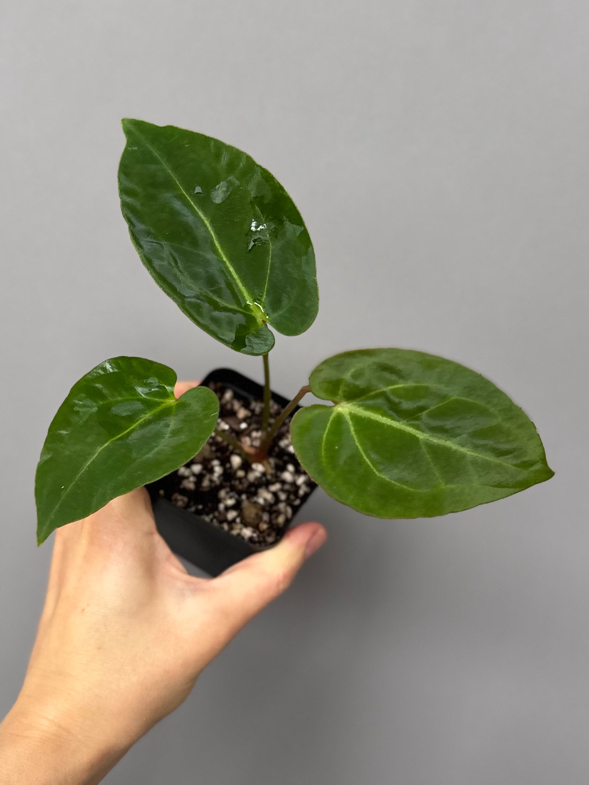 Anthurium magnificum x besseae aff.