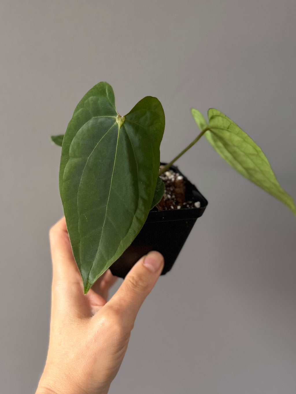 Anthurium Tezula AOS df x BVEP neon (Sarah/botanophile)