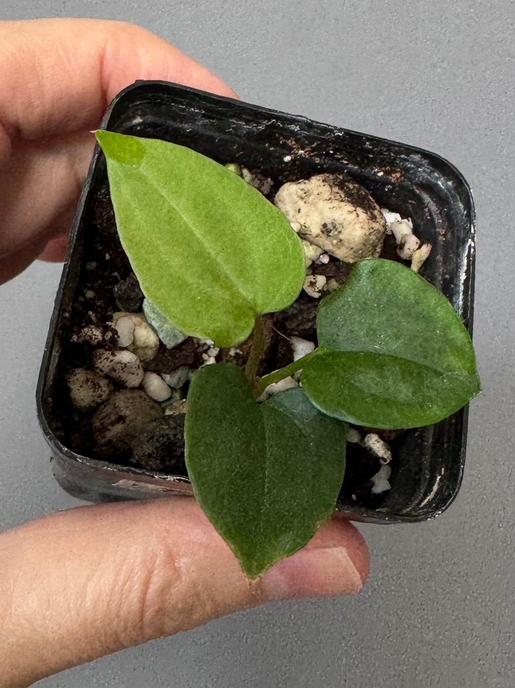 Anthurium papillilaminum ‚Fort Sherman‘ Klon (von abeliaplants)