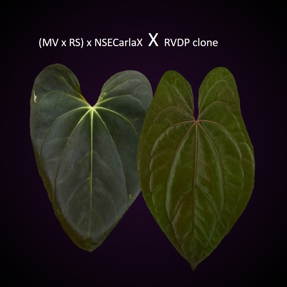 Anthurium ((Midnight Velvet x Red Studd) x NSE CarlaX) x RVDP