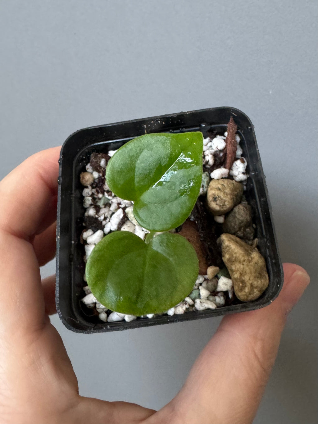Anthurium ((Midnight Velvet x Red Studd) x NSE CarlaX) x diabloense (seedling #2)