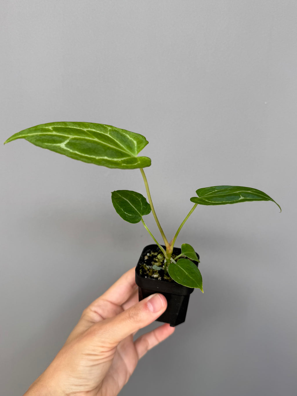 Crystallinum xopen