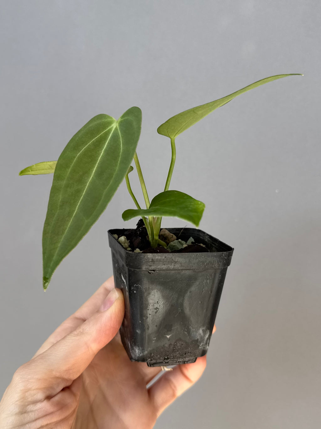 Anthurium (Queen of Hearts x besseae aff OR forgetii) x NSE CarlaX