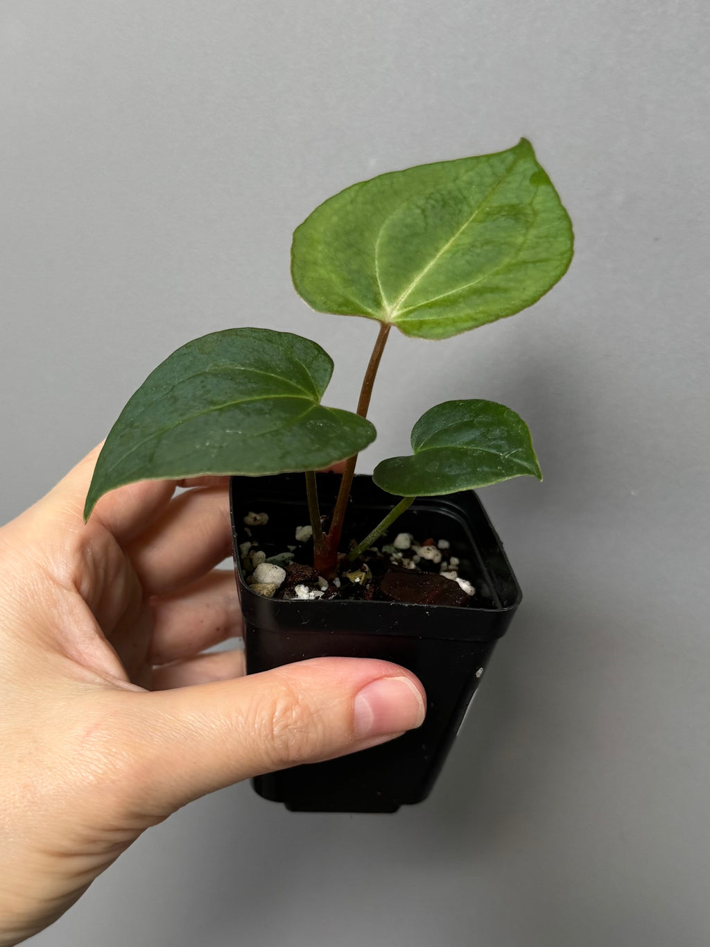 Anthurium (Papillilaminum Daniel x Besseae aff.) x  (NSE Red Crystallinum x Carlablackiae)