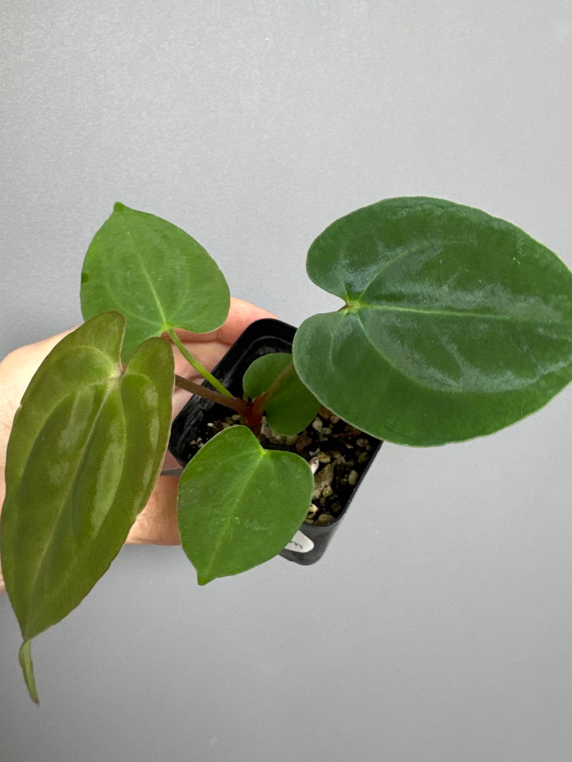 Anthurium Besseae aff. x Papillilaminum