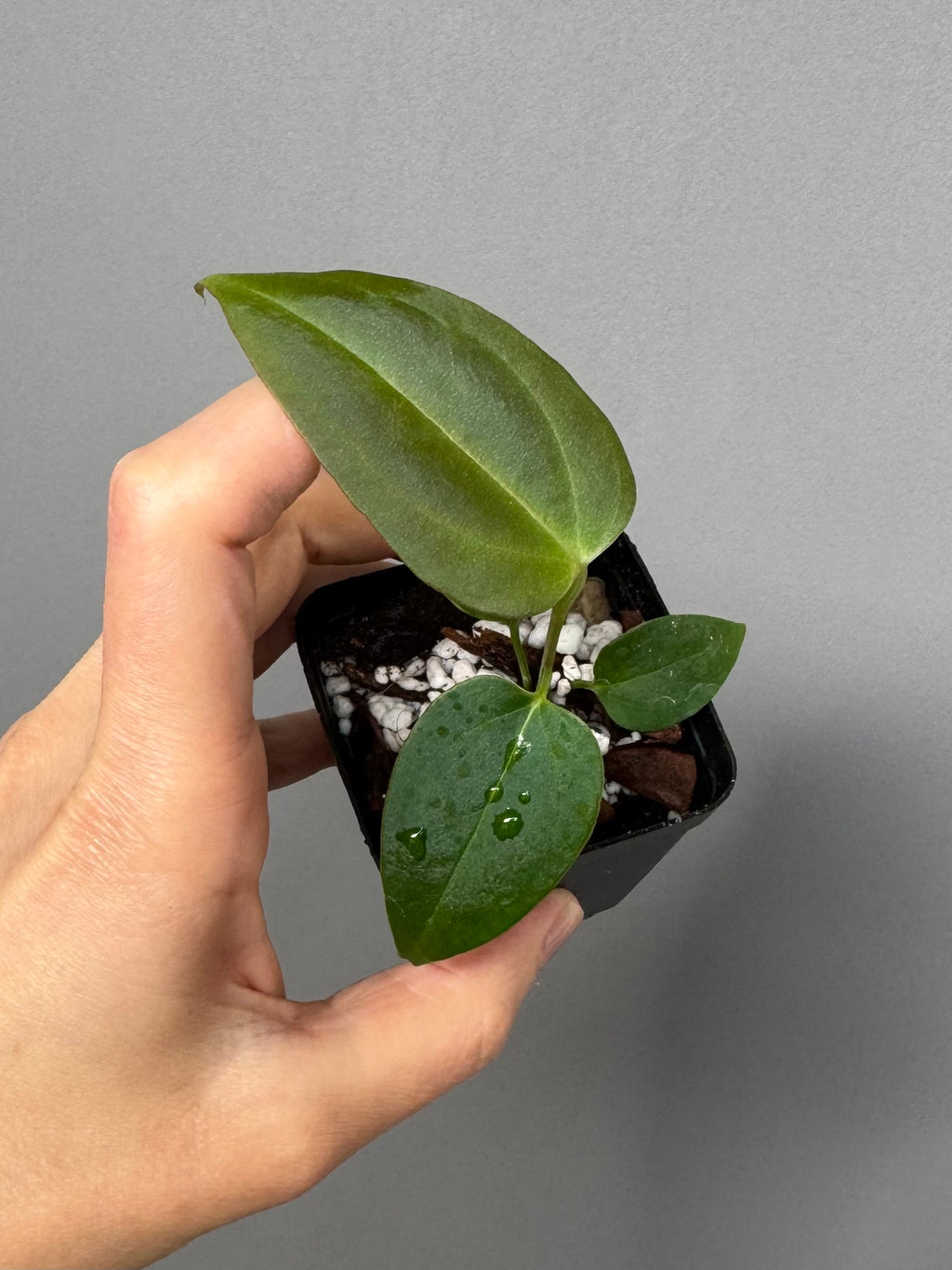 Anthurium (CrystallimumX x Indo portillae) x (DH x RVC)