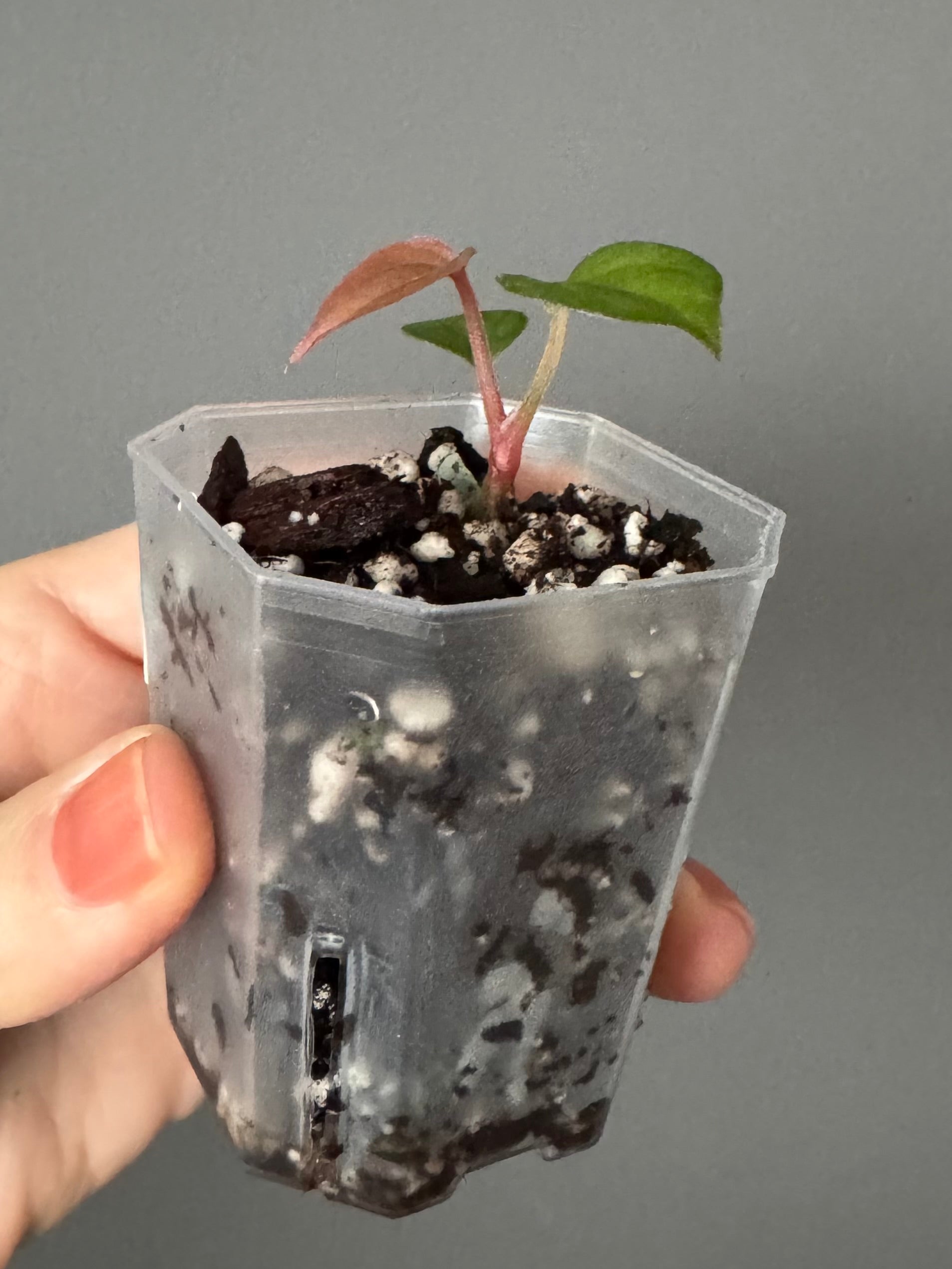 Anthurium BVEP x luxurians (Scott)