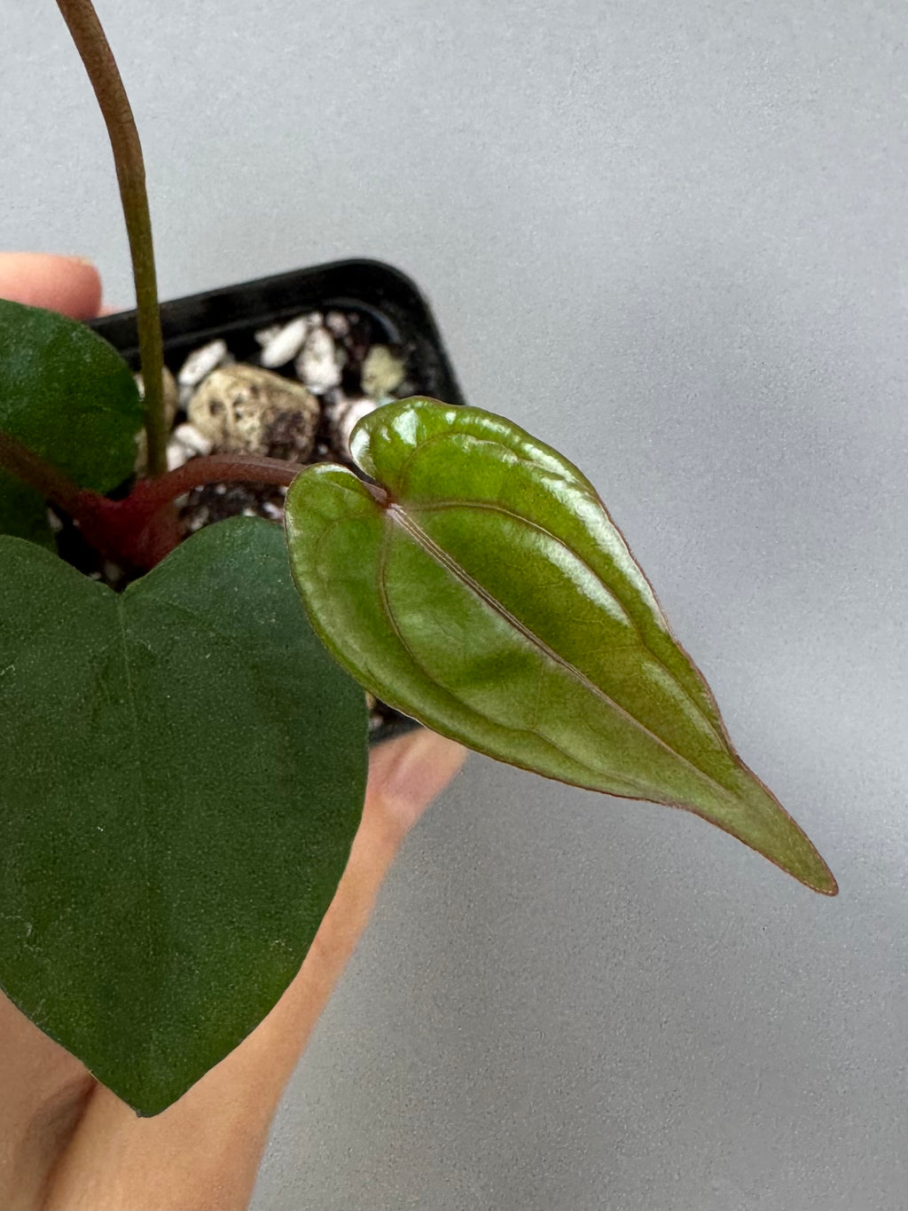 (Papillilaminum Daniel x Besseae aff.) X RVDP