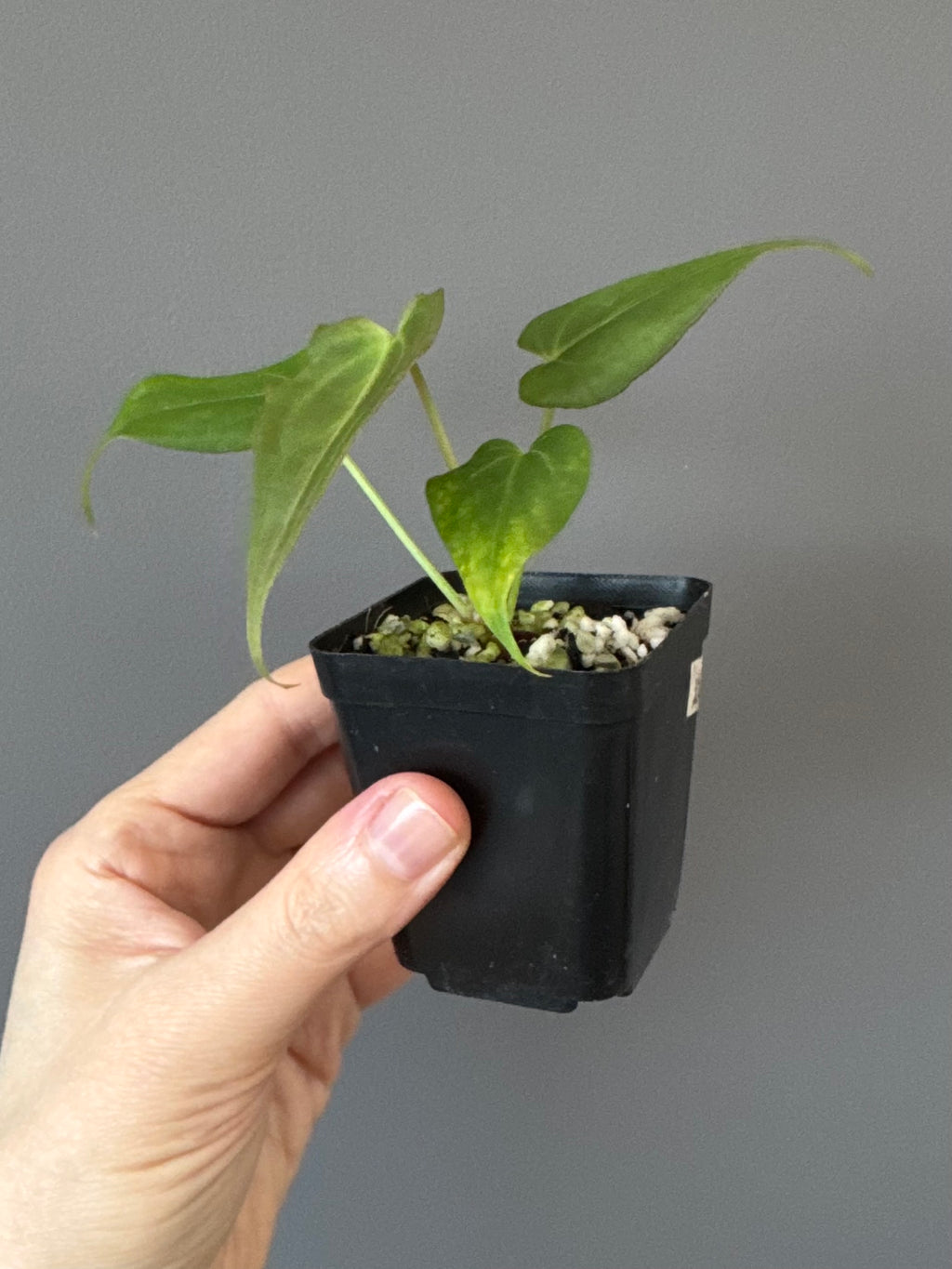 Anthurium (MagCrystalxNoID) x Delta Force