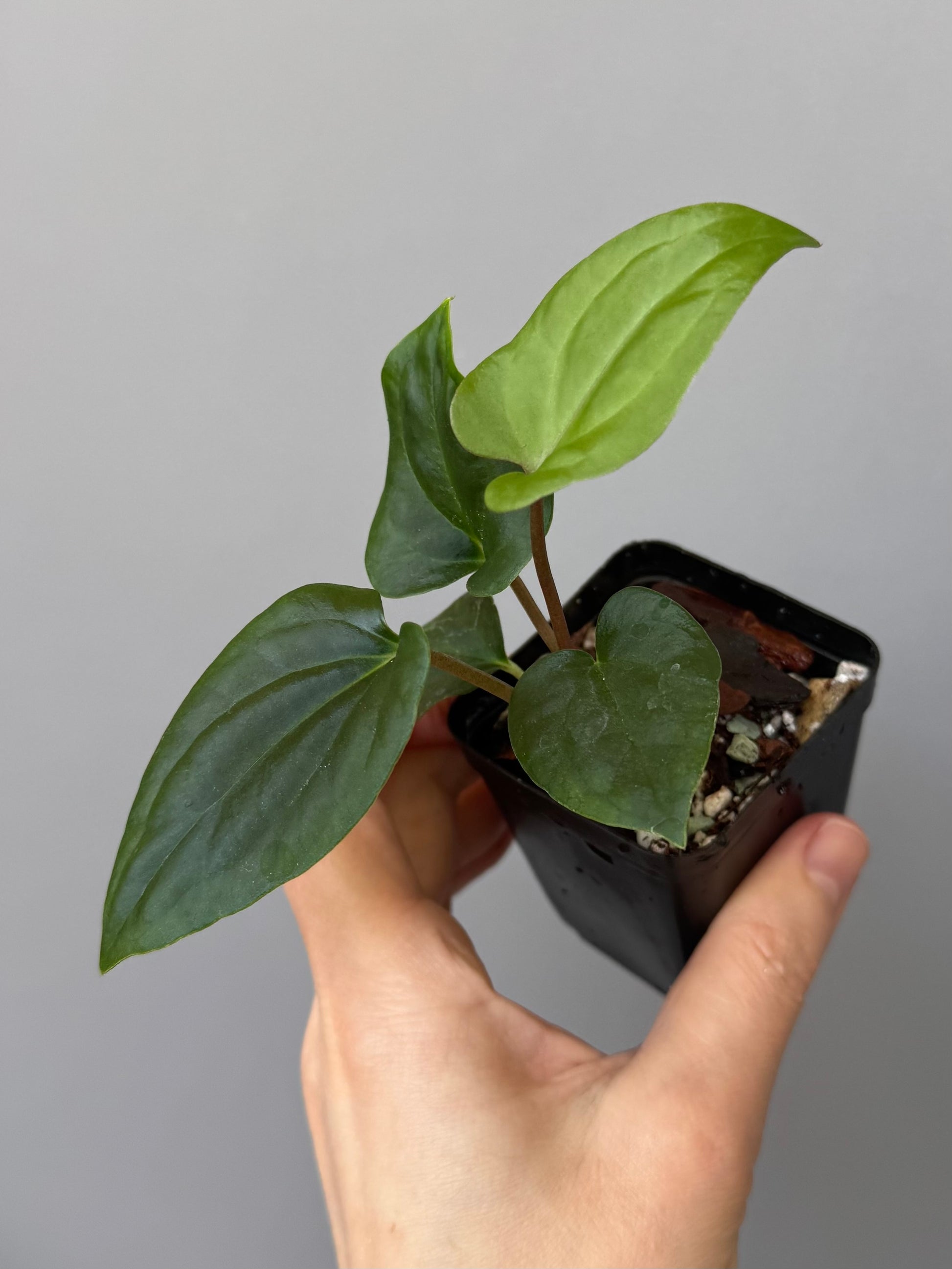 Anthurium ((BVEP x Portillae Dorito) x (Dark Phoenix x Goliath)) x (Fort Sherman x RVDP)