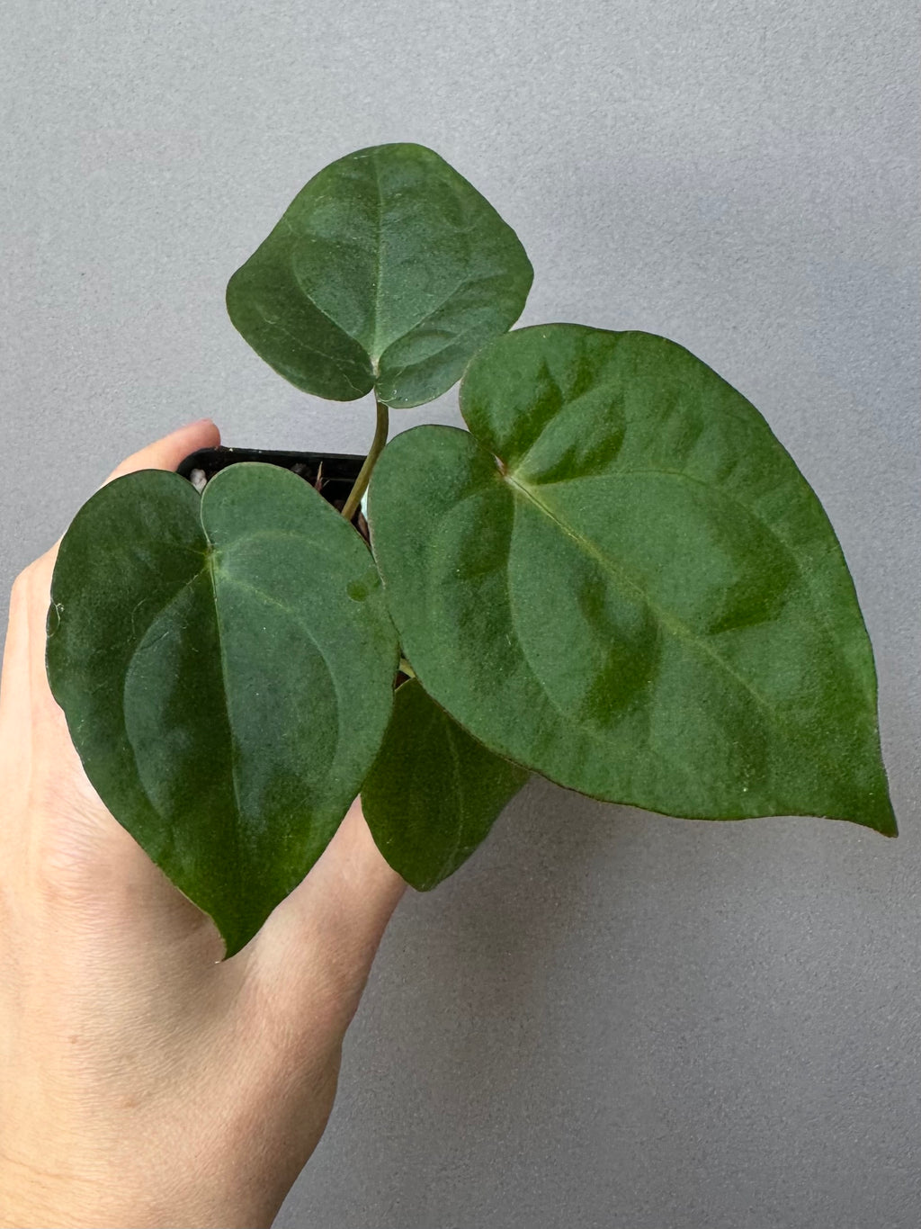 Anthurium (NSE Red Crystallinum x Carla) x RVDP