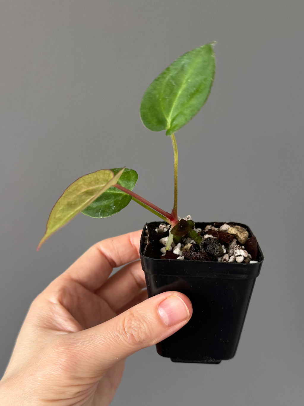 Anthurium NoID