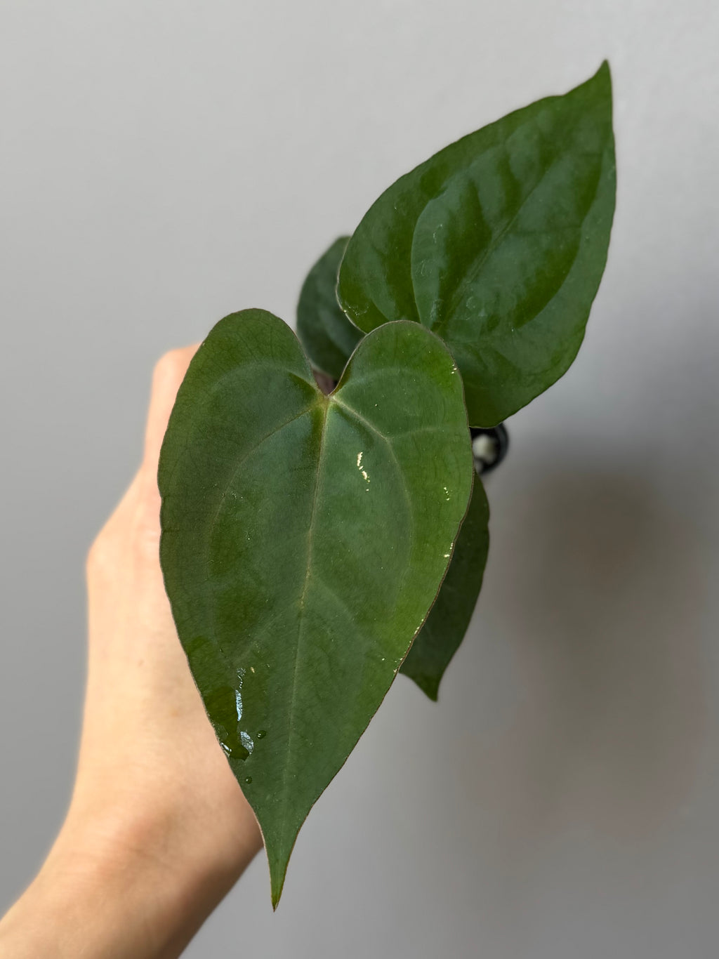 Anthurium (AOS x Carla) x RVDP