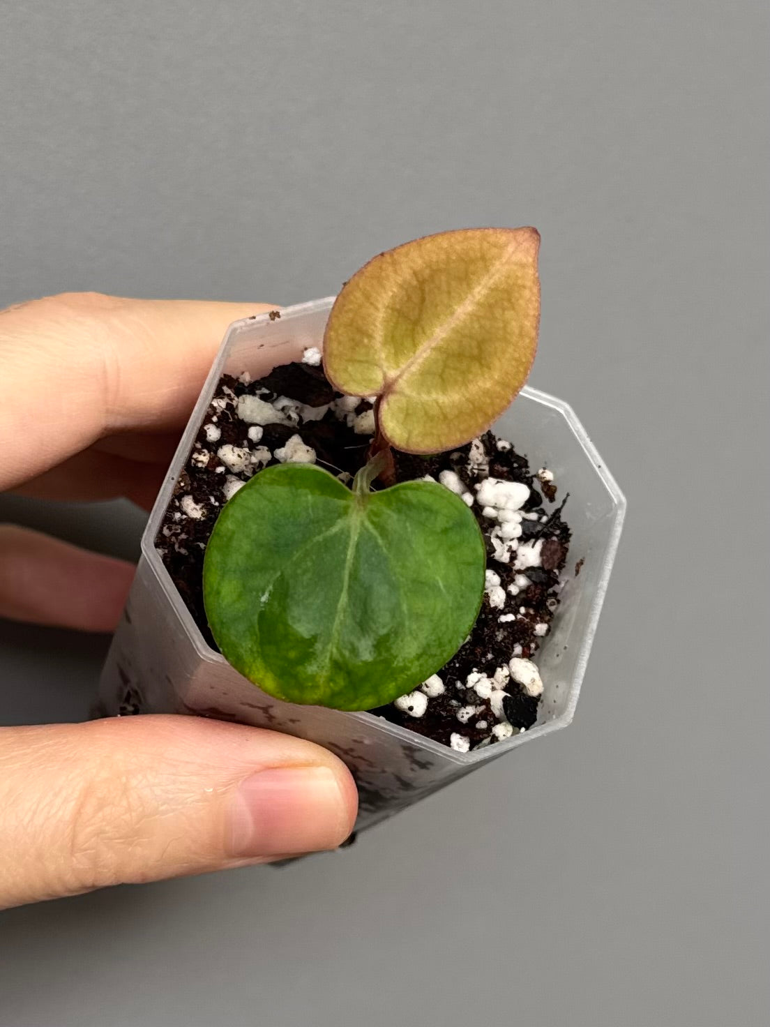 Anthurium (Brielle x Red Crystallinum) x NSE Carlablackiae