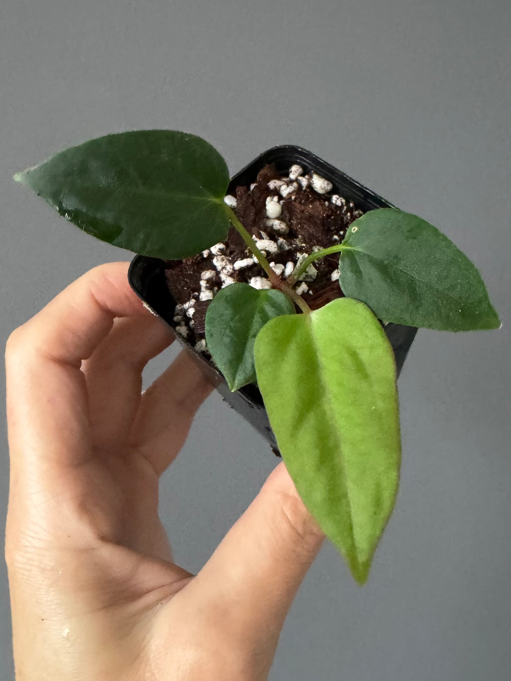 Anthurium Mr. Worldwide x (RG dress x Carla ‘Amanda’) (#2)