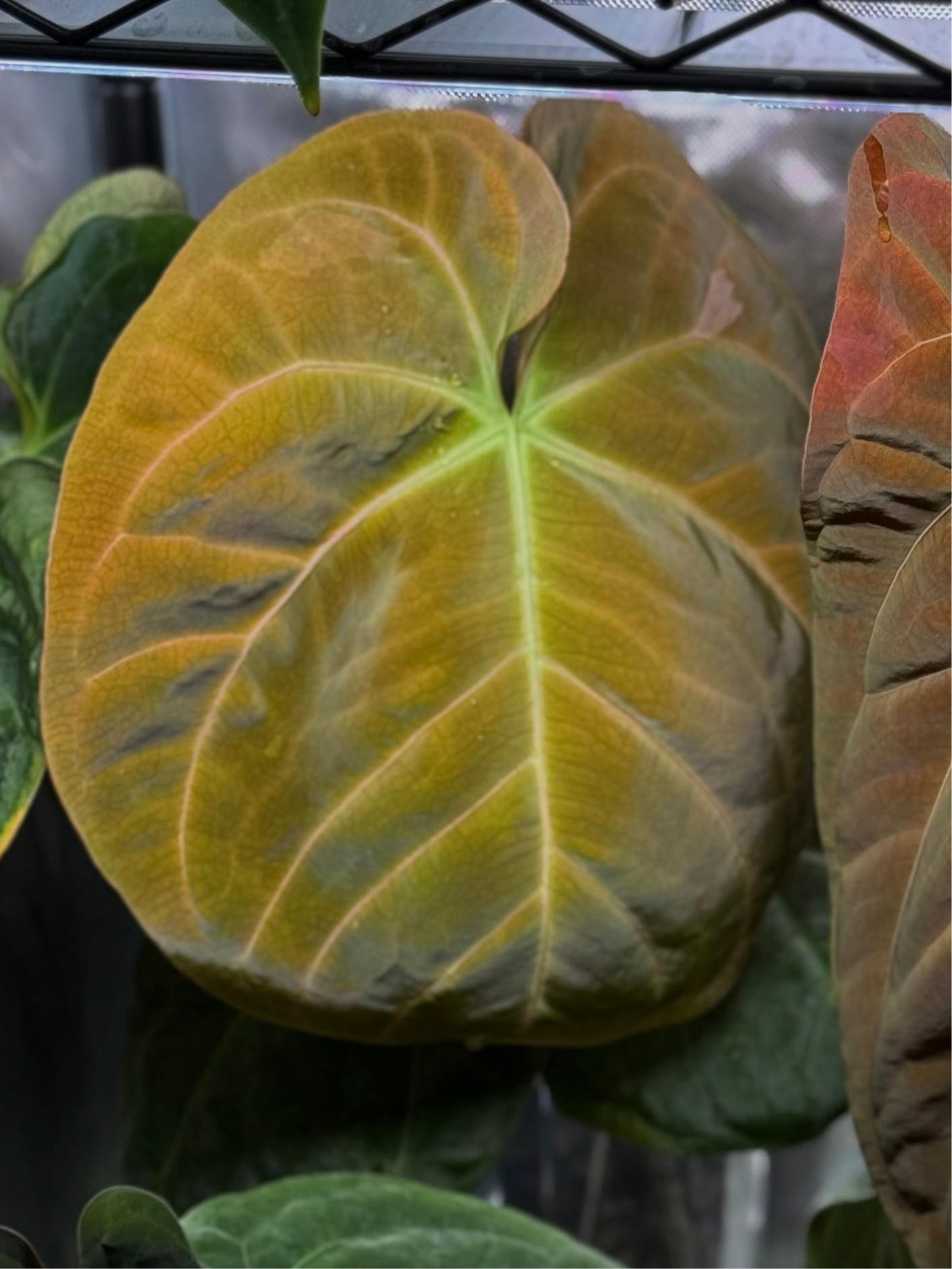 Anthurium Indo dressleri xself