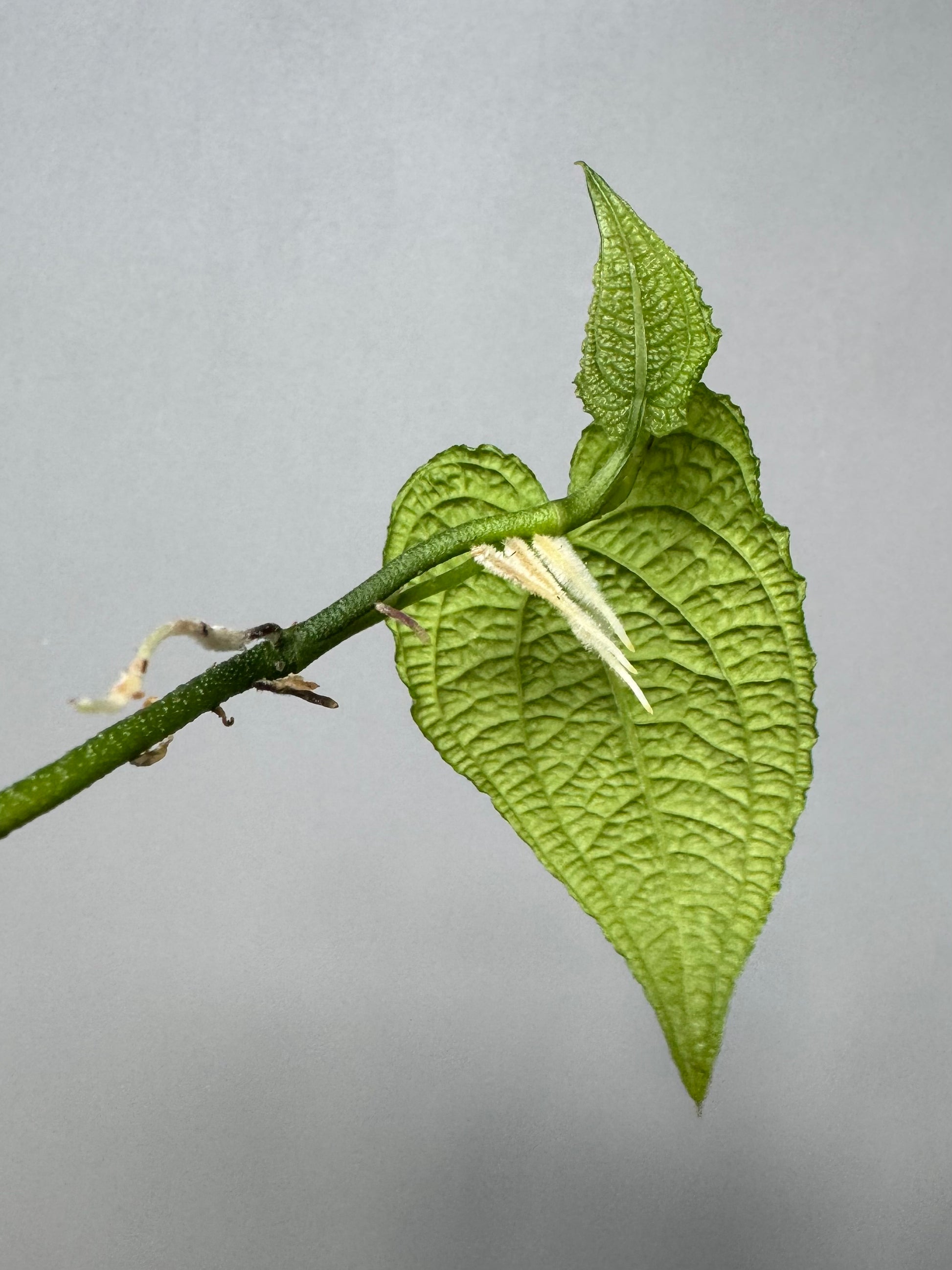 Anthurium clidemioides