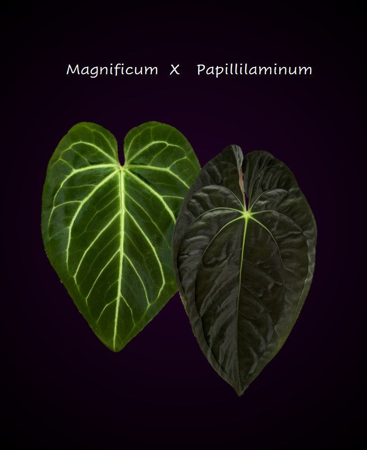 Anthurium magnificum x papillilaminum seedlings
