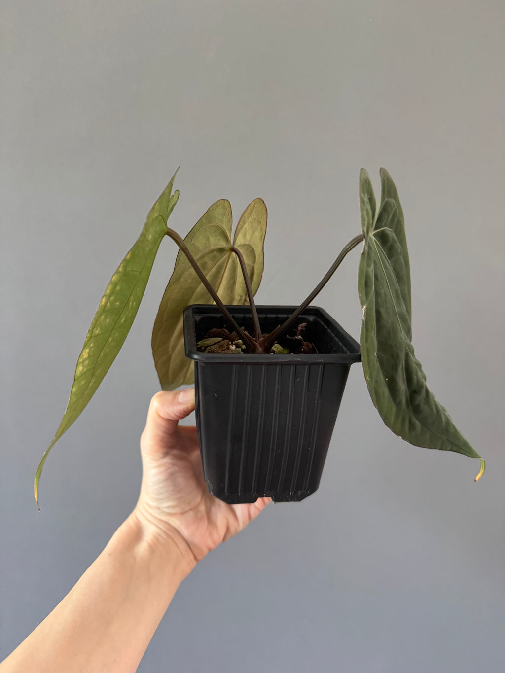 Anthurium (RG dressleri x carlablackiae ‘Amanda’) x RVDP (by variegated_stringray)