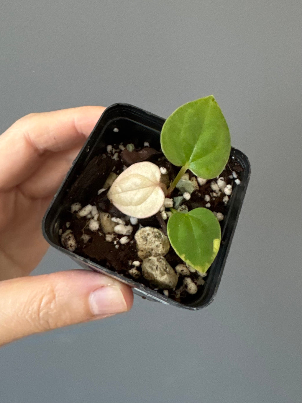 Anthurium Luxurians Hybrid (luxurians x warocqueanum(?))