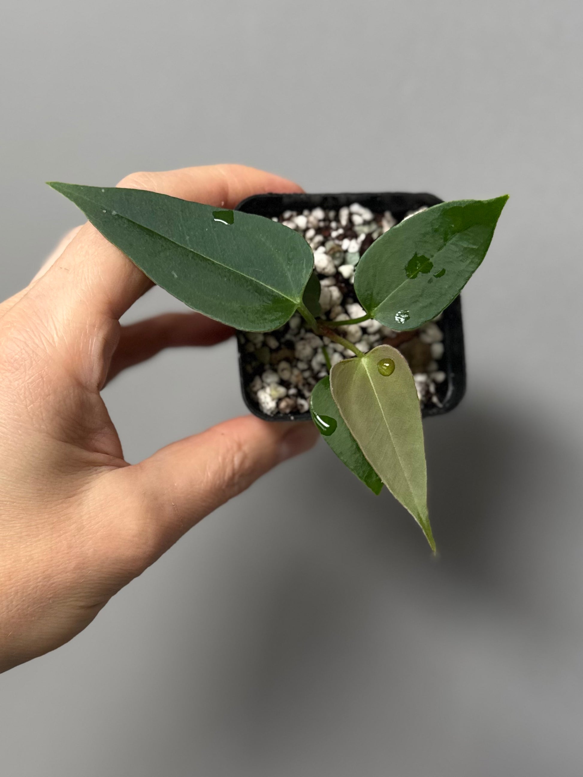 Anthurium (CrystallimumX x Indo portillae) x (DH x RVC)
