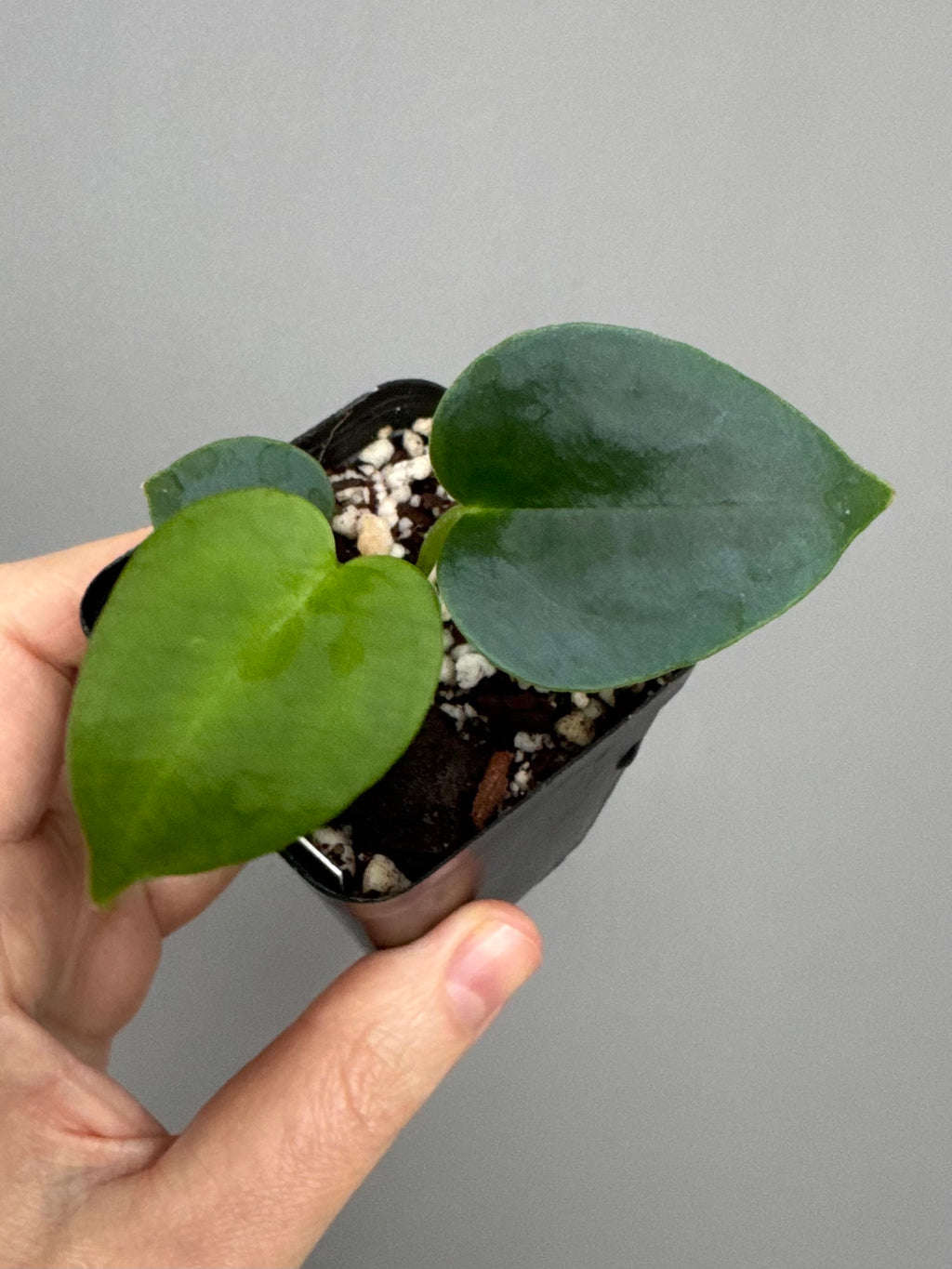 Anthurium (PapillilaminumX x (KOS x Silver Blush)) X (NSE Red Crystallinum x carlablackiae)