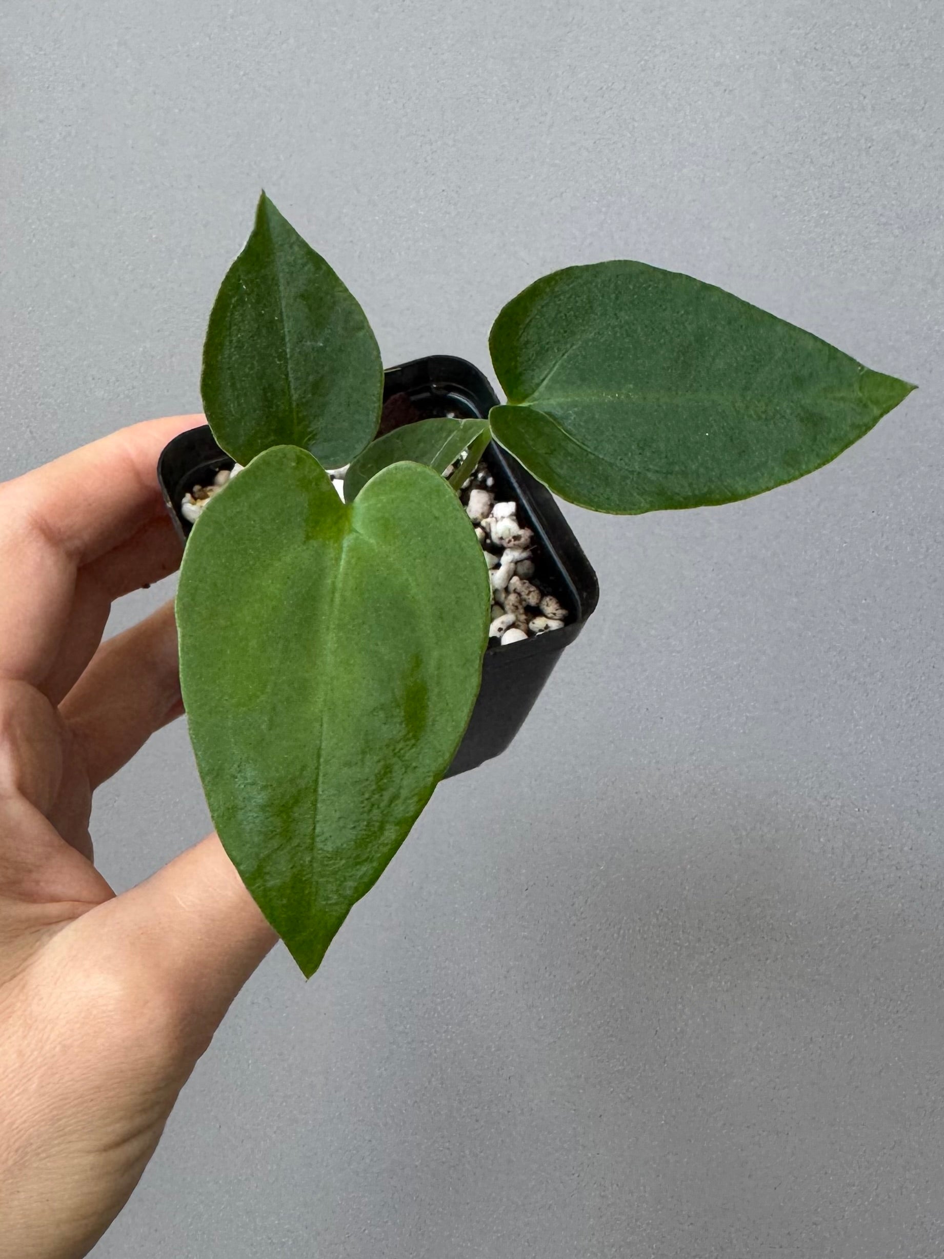 Anthurium PapillilaminumX xself