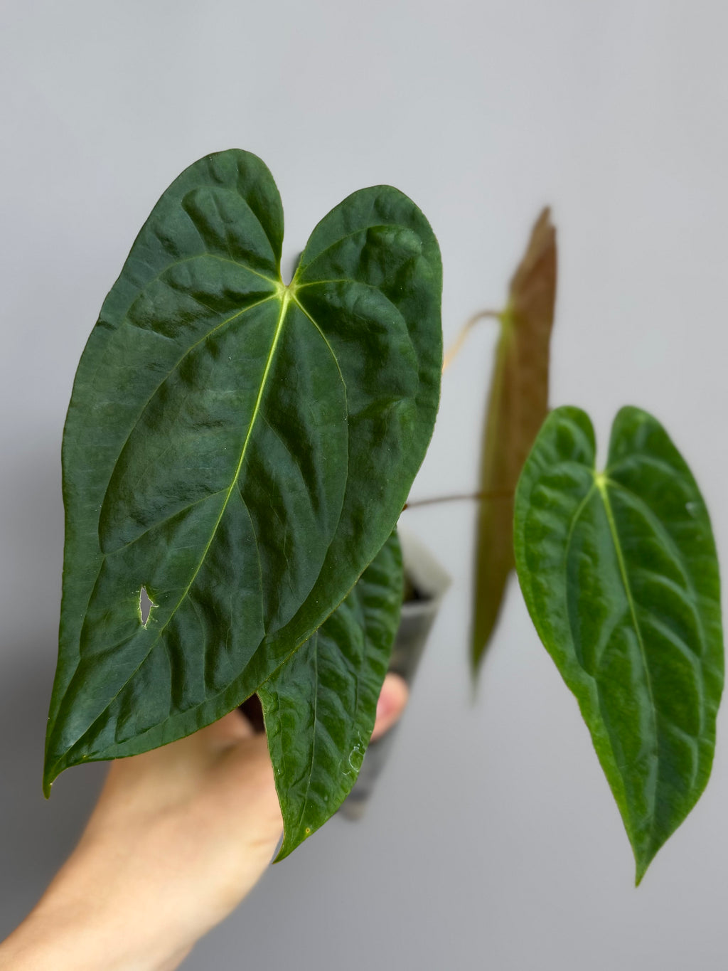 Anthurium papillilaminum x papillilaminum