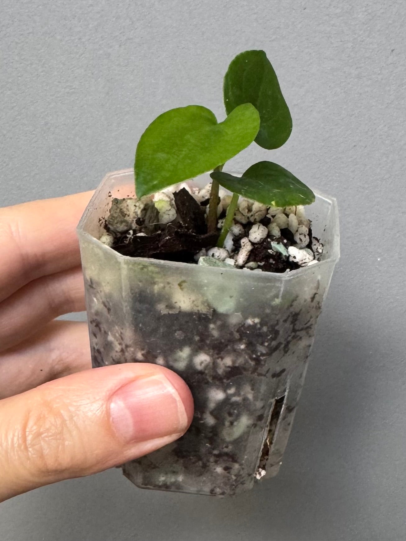 Midnight Velvet ‚Deep Ruby‘ clone